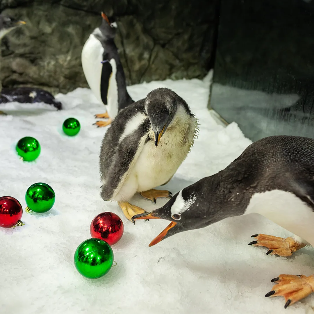 Christmas Chicks 0000 Sphen And Magic's Chick With Magic Playing With Baubles