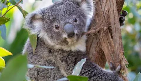 Koala Wlsz