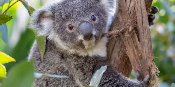 Koala Wlsz