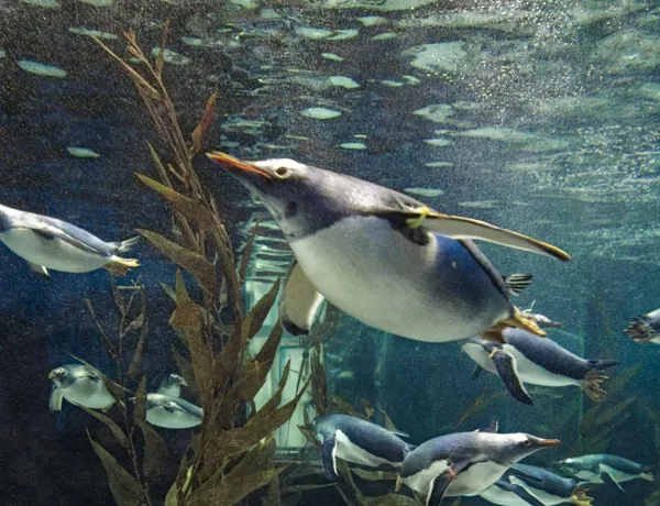 Penguins