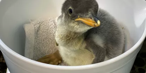 Penguin Chick Prepares For Weighing