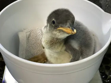 Penguin Chick Prepares For Weighing