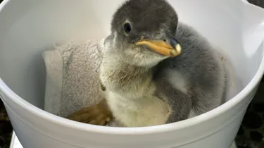 Penguin Chick Prepares For Weighing