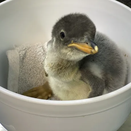 Penguin Chick Prepares For Weighing