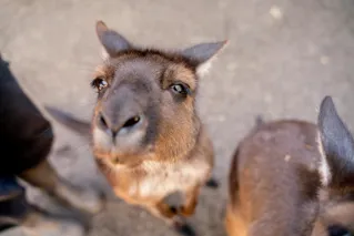 Family activities - Pat Kangaroos at WILD LIFE Sydney Zoo
