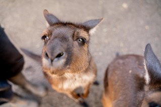 Family activities - Pat Kangaroos at WILD LIFE Sydney Zoo