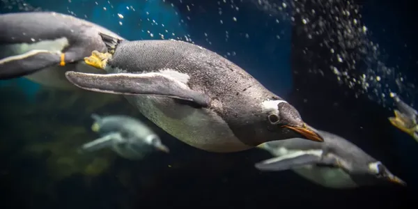 Penguin swimming underwater
