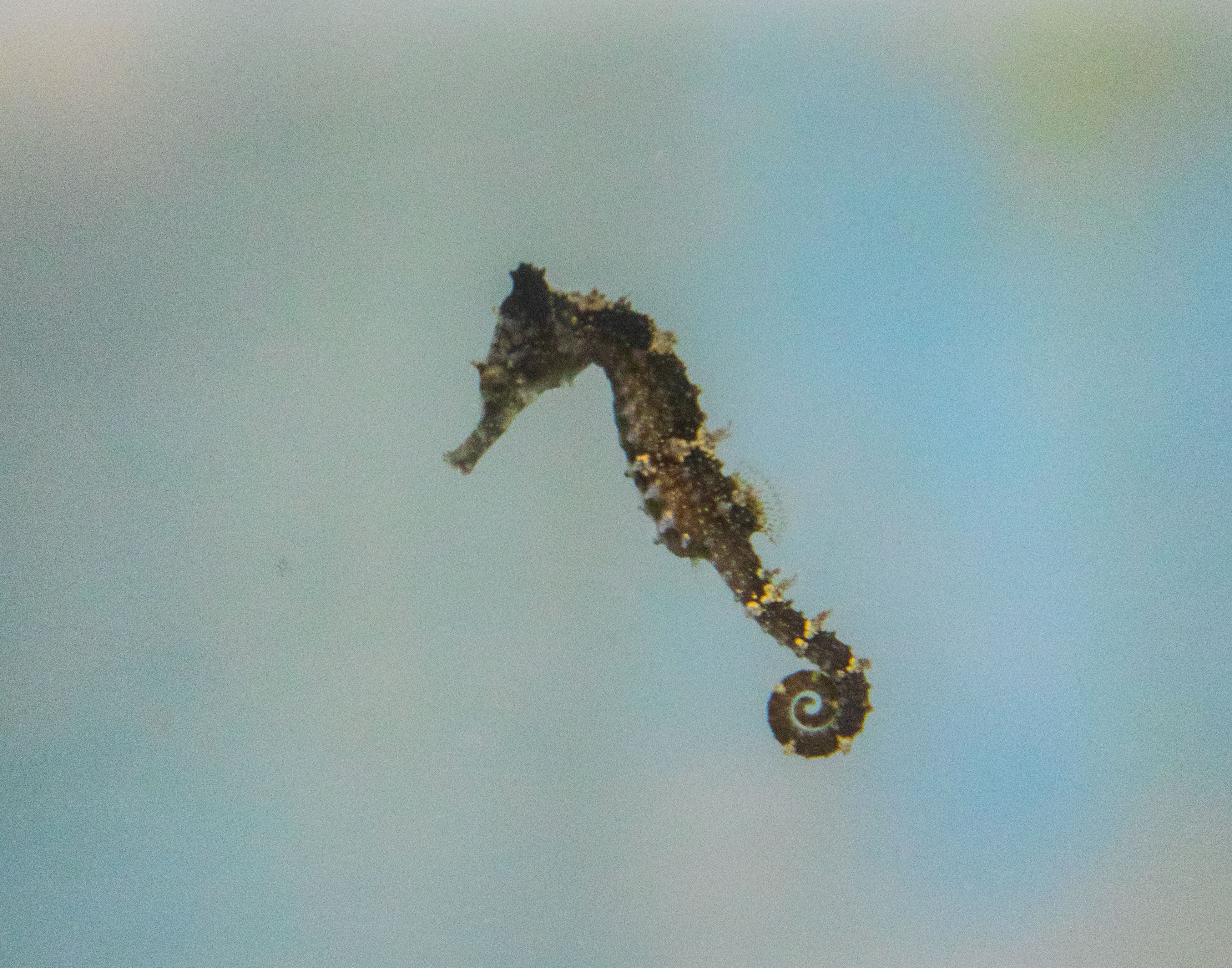 Baby White's Seahorse Floating (1)