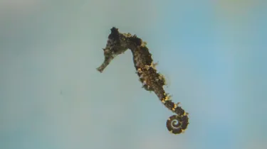 Baby White's Seahorse Floating (1)