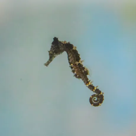 Baby White's Seahorse Floating (1)