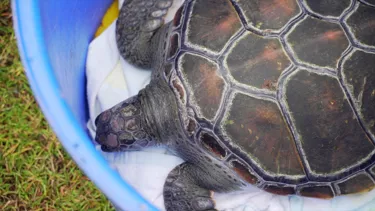 Turtle getting ready to be released | SEA LIFE Sydney