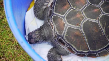 Turtle getting ready to be released | SEA LIFE Sydney