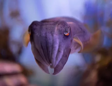 Cuttlefish