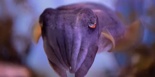 Cuttlefish