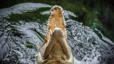 Crocodile Wild Life Sydney Zoo