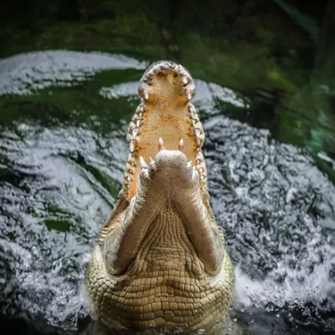 Crocodile Wild Life Sydney Zoo