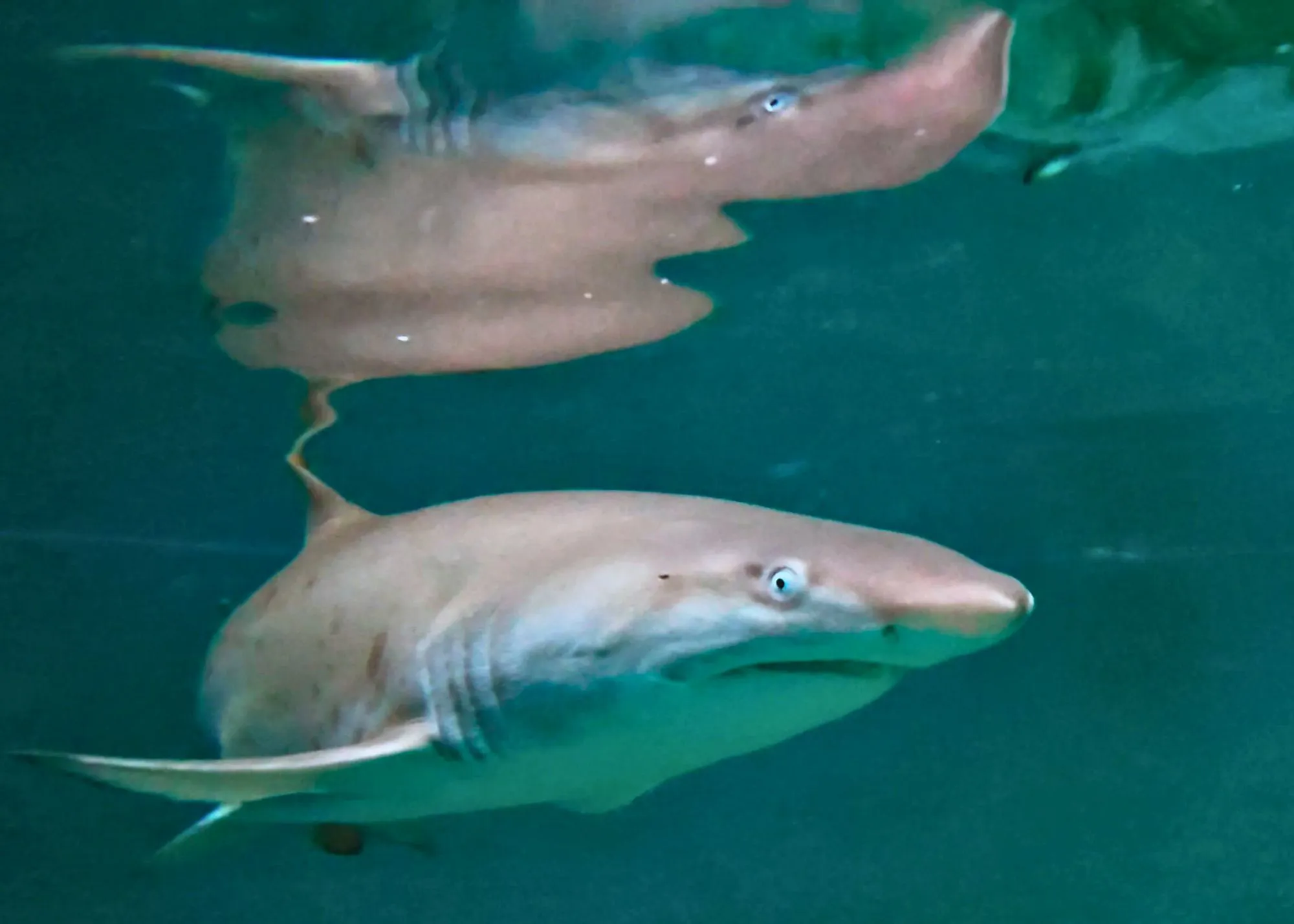 Archie Baby Grey Nurse Shark SEA LIFE Sydney Aquarium 01