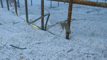seahorse-hotel