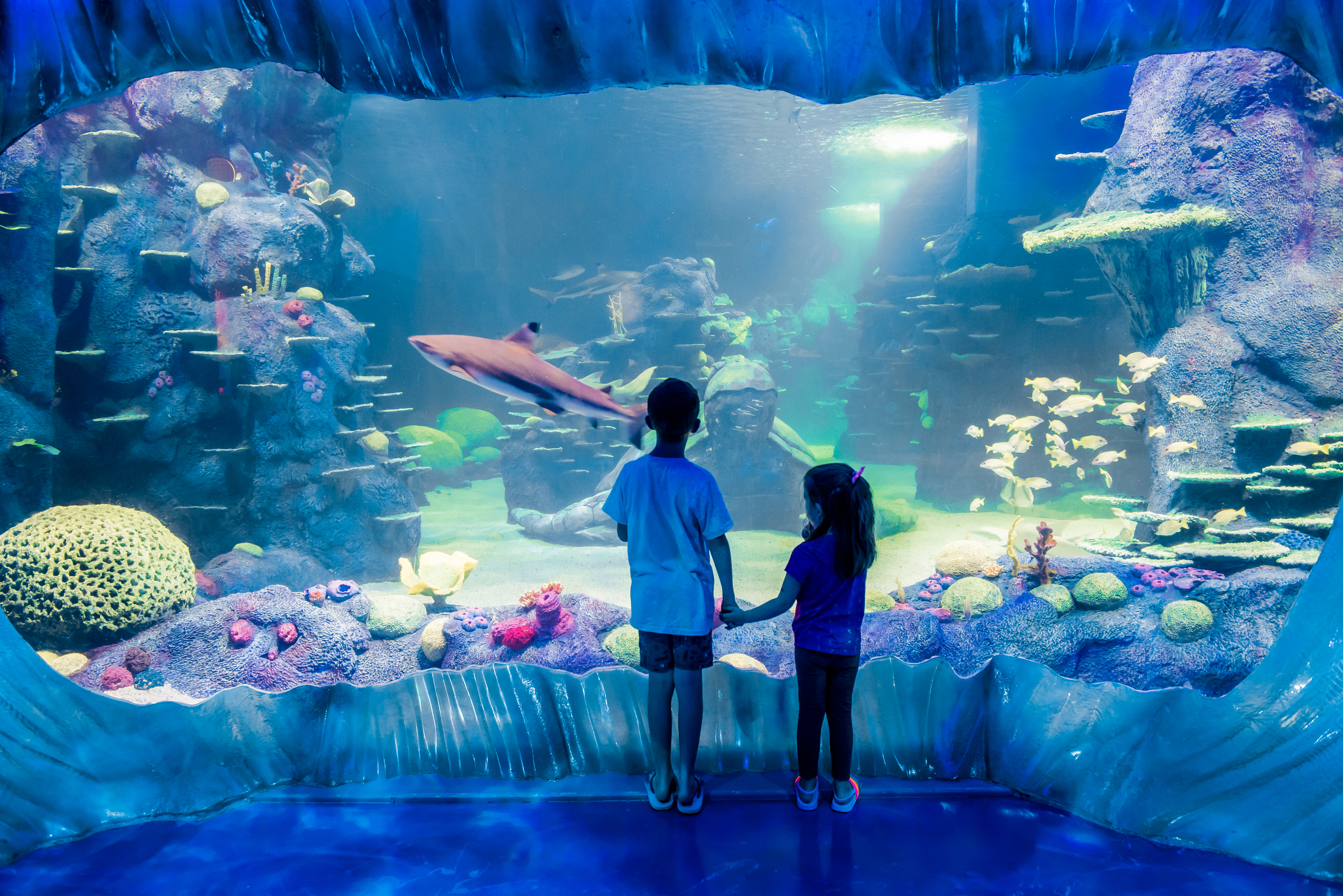 Kids Watch The Nurse Shark Swim By In Day And Night On The Reef Exhbiit