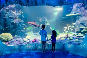 Kids Watch The Nurse Shark Swim By In Day And Night On The Reef Exhbiit