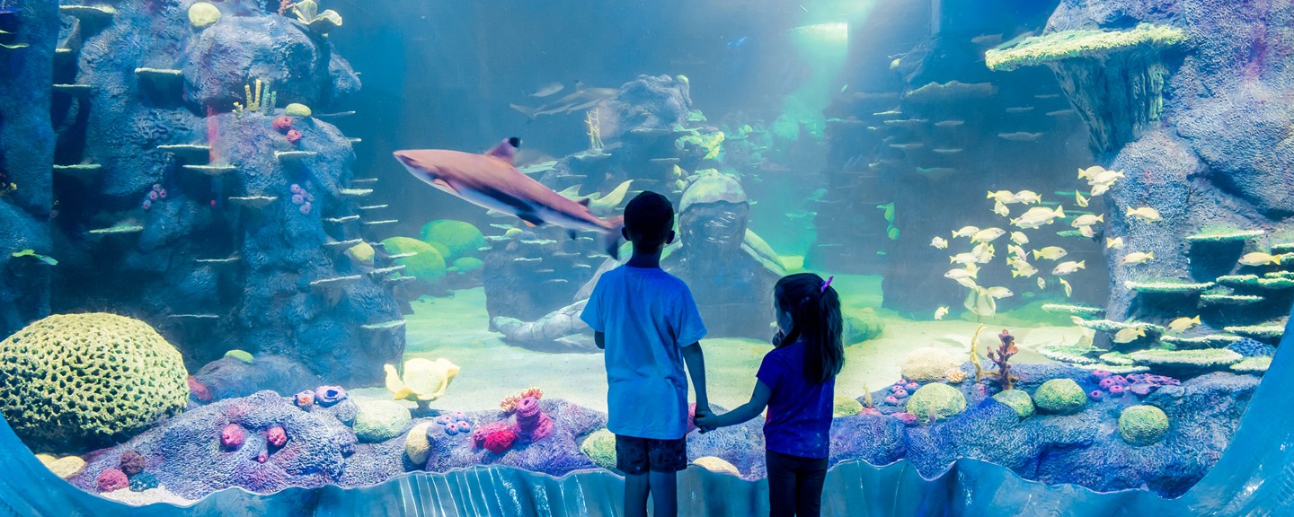 Kids enjoying the marine life at SEA LIFE aquarium in Sydney - KKDay 9 Best Family Attractions in Sydney