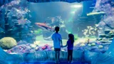 Kids Watch The Nurse Shark Swim By In Day And Night On The Reef Exhbiit