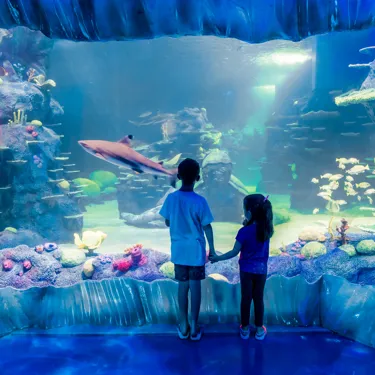 Kids Watch The Nurse Shark Swim By In Day And Night On The Reef Exhbiit