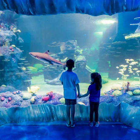Kids Watch The Nurse Shark Swim By In Day And Night On The Reef Exhbiit