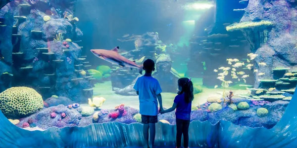 Kids Watch The Nurse Shark Swim By In Day And Night On The Reef Exhbiit