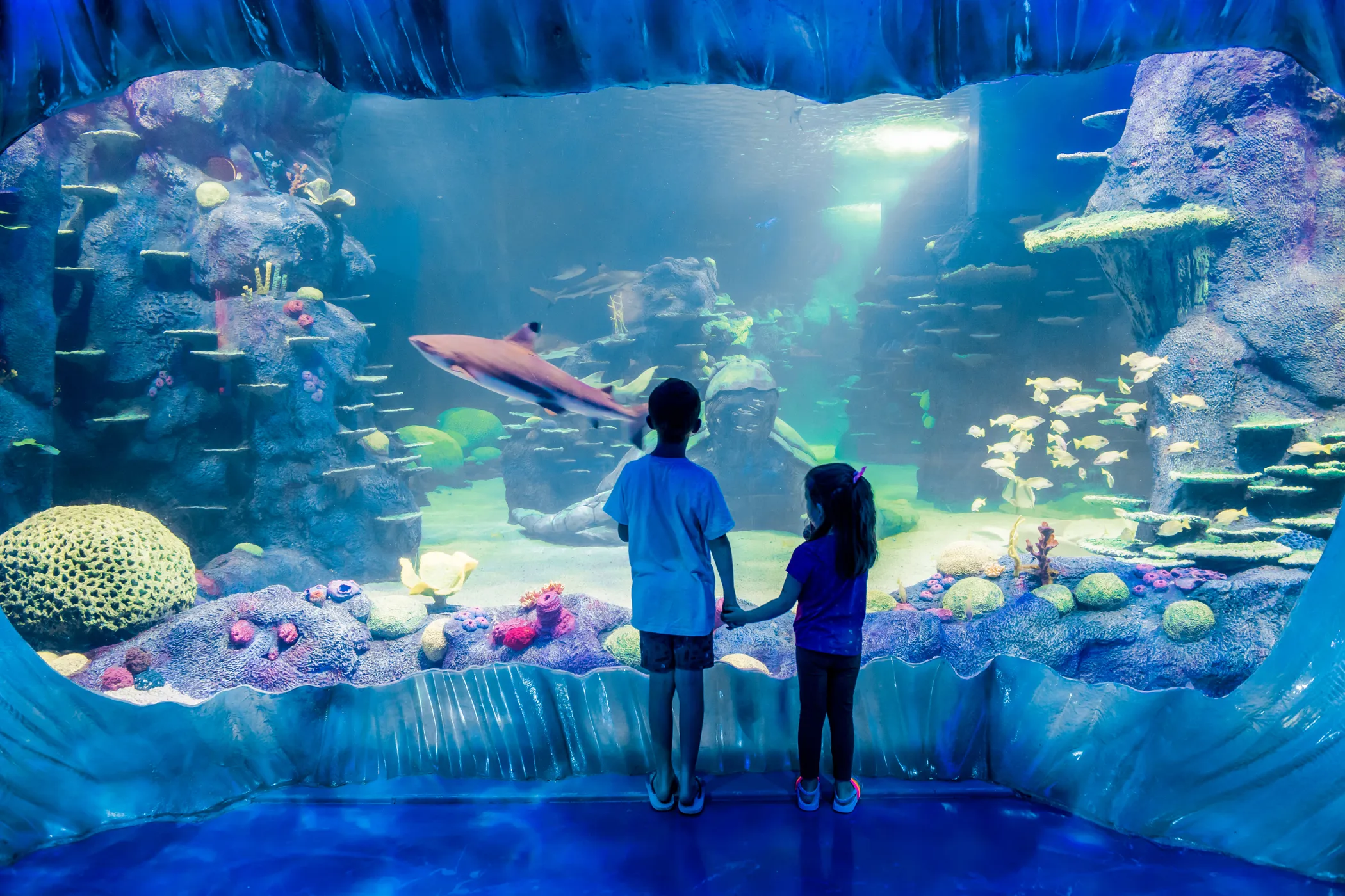 Sydney's Aquarium SEA LIFE Sydney Aquarium