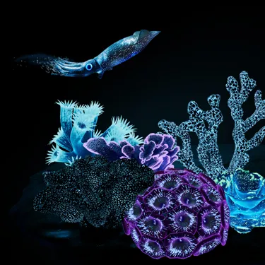 Vivid Sydney 2024 - SEA LIFE Sydney Aquarium will be hosting ‘Life In Another Light’, a visual and experiential celebration of incredible marine life!