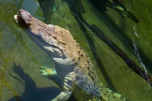 Croc