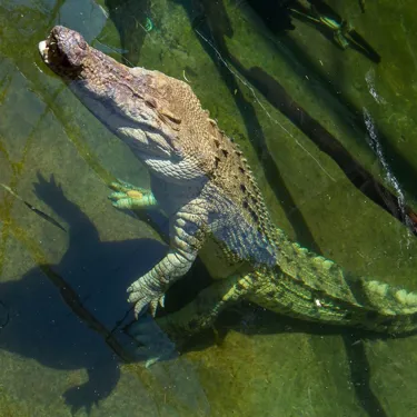 Croc