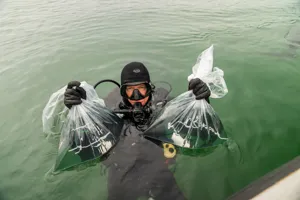 David Hirasti, Senior Research Scientist Prepares To Dive To Release Captive Bred White's Seahorse 3