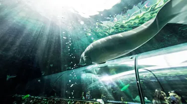 Dugong swims above tunnels