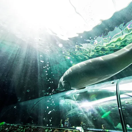 Dugong swims above tunnels