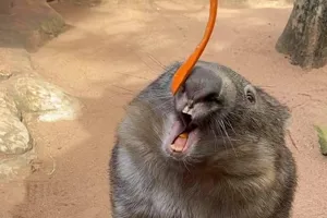 Wombat