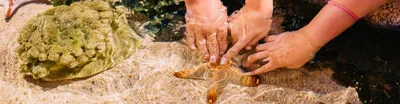1950 X 550 Touch Sea Star SLMA
