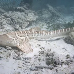 Juvenile Zebra Shark 'Audrey' Acclimatising to Sea Pen | Photo Credit: Indo Pacific Film