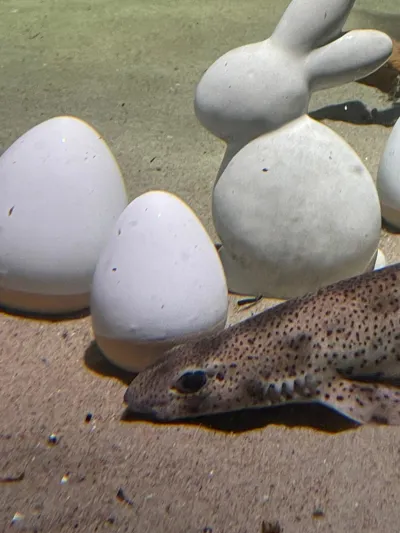 Ostereier Im SEA LIFE 1