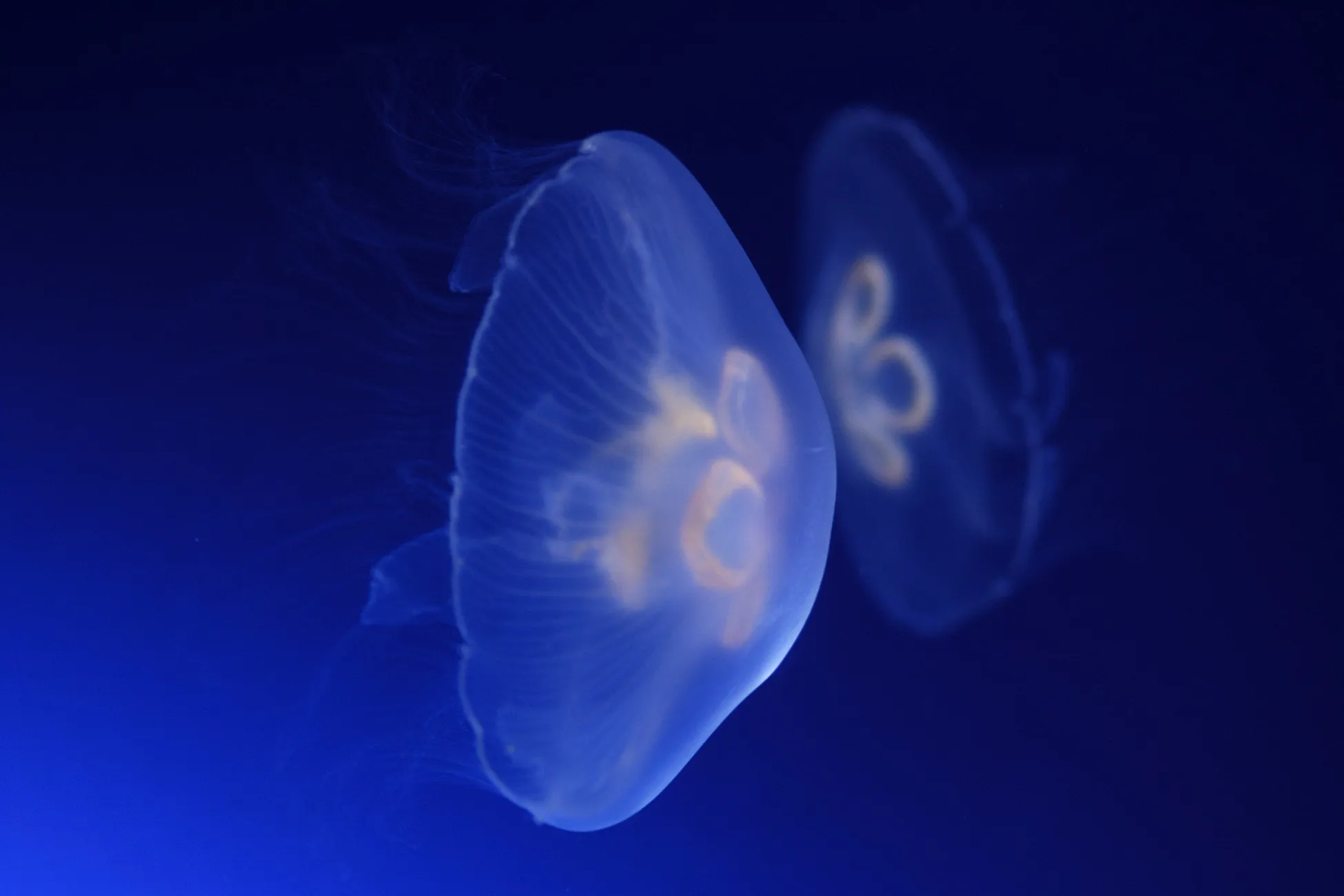 Common jellyfish SEA LIFE Timmendorfer Strand