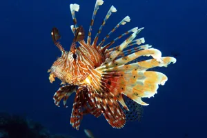 Feuerfisch Min