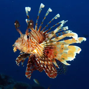 Feuerfisch Min