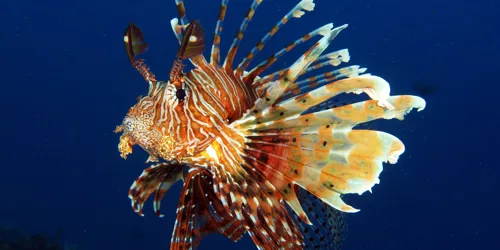 Feuerfisch Min