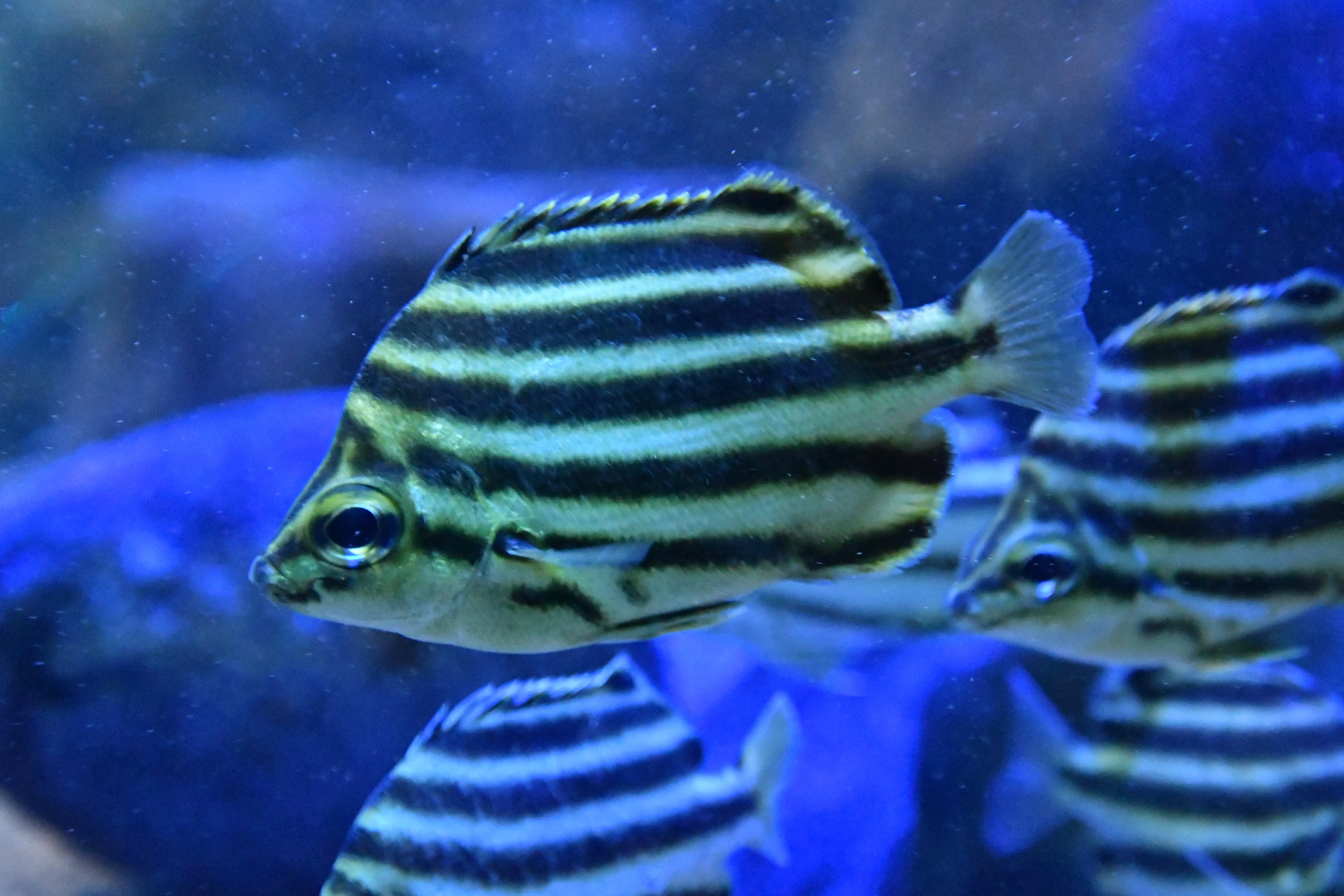 Nördlicher Streifenfalterfisch (3)