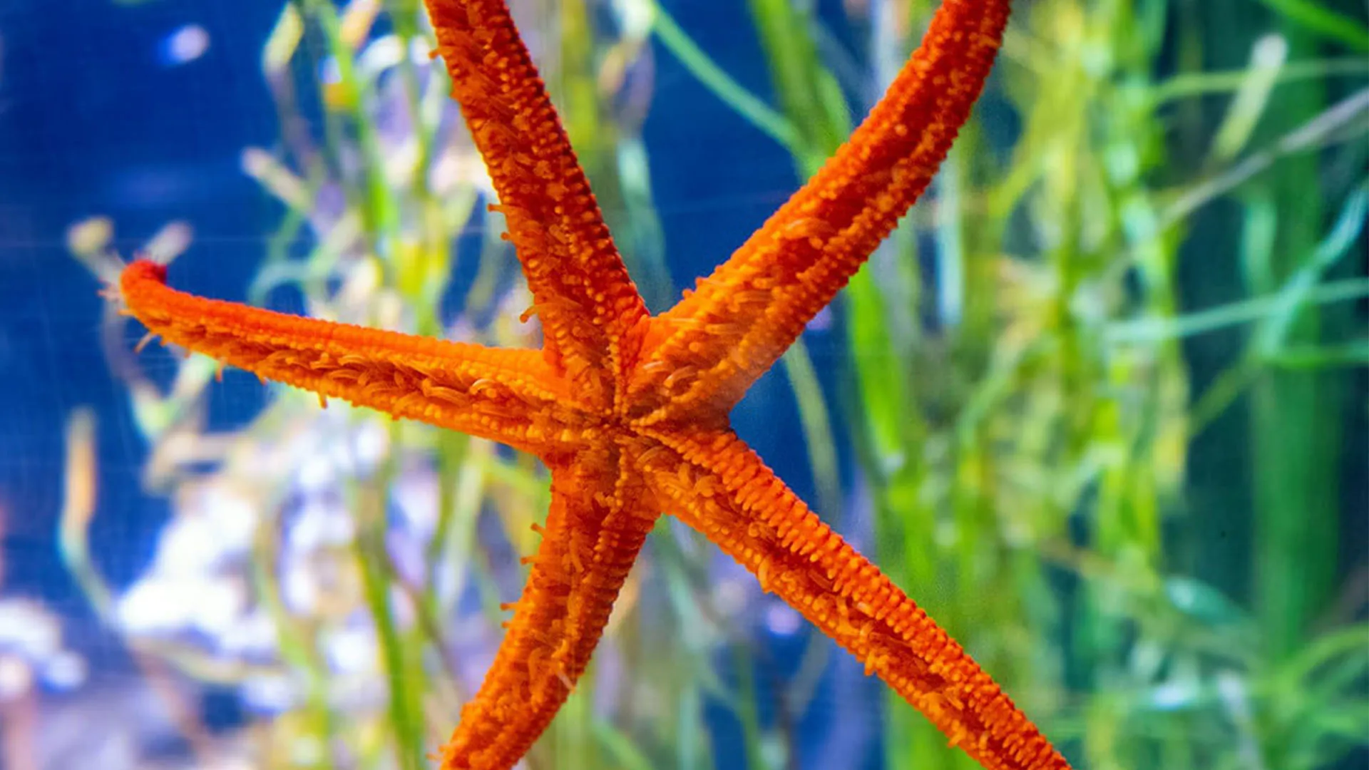 Starfish 1920X1080