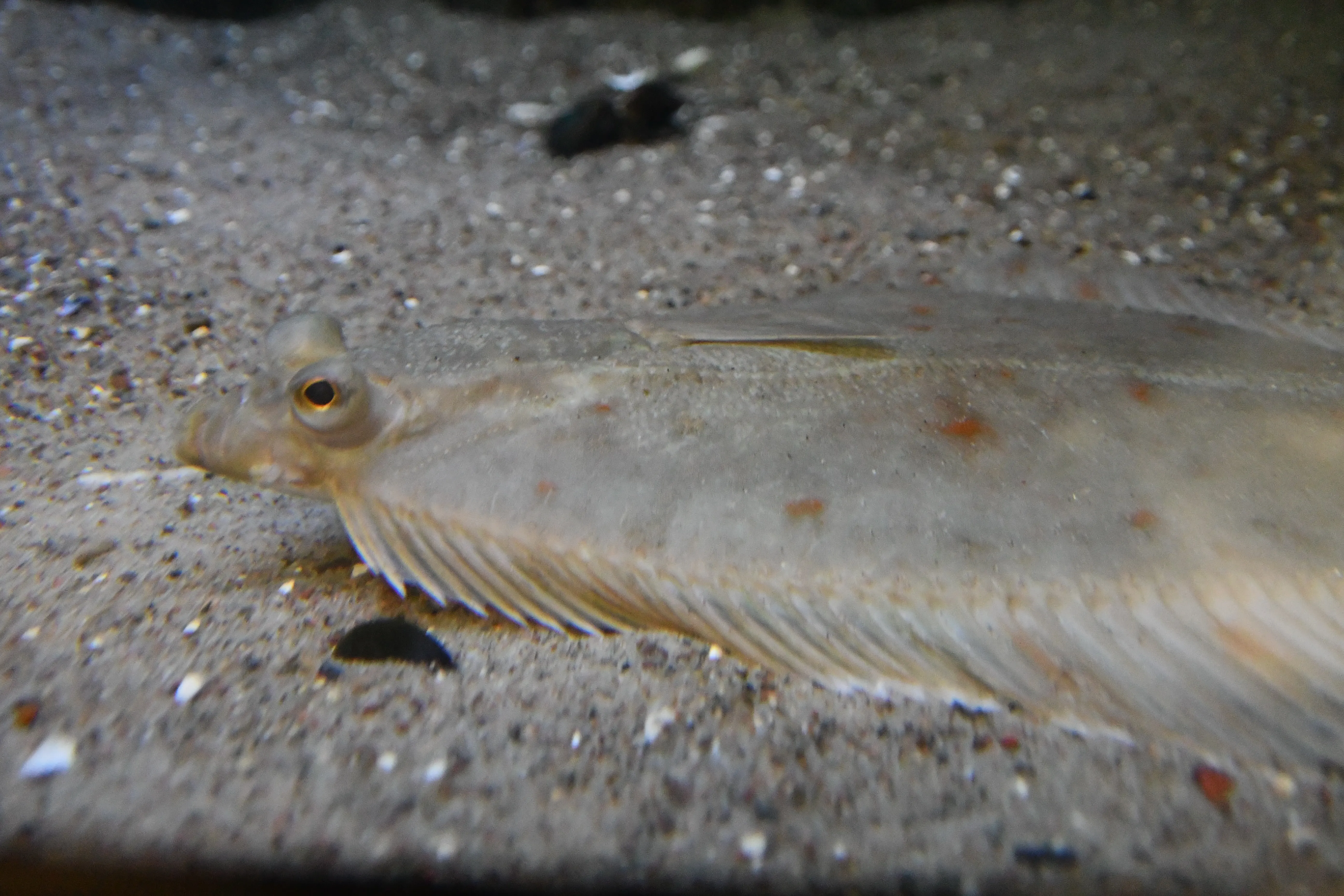 rays