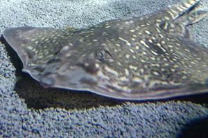 ray