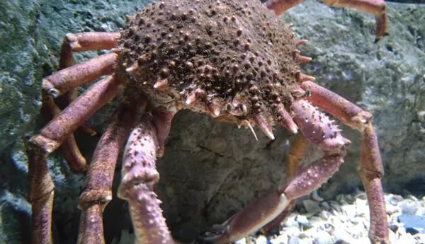 Seespinne Min