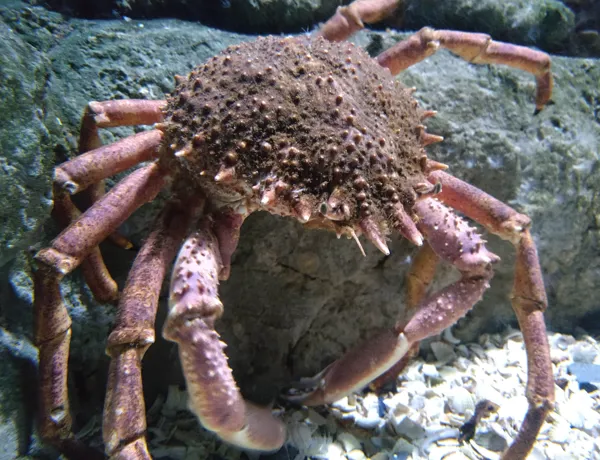 Seespinne Min